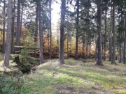 Lesy ČR začaly hodnotit nabídky podané v lesnickém tendru 2020+