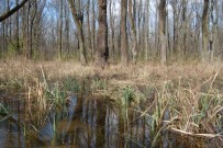 Lesy ČR znovu zaplavují jihomoravské lužní lesy, letos už potřetí