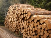Lesy ČR: Prodej dříví veřejnosti je obnovený a výhodnější