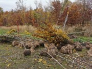 Obnova stromů v chatovém táboře KČT Jinolice u Prachovských skal