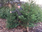 Lesy ČR chystají vánoční stromky do nemocnic