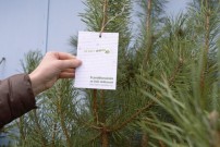 Lesy ČR darovaly nemocnicím vánoční stromky a poděkovaly zdravotníkům za obětavost