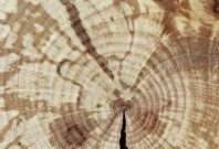 Dřevo na nový krov nebo sto tisíc korun darují Lesy ČR vlastníkům domů postiženým tornádem