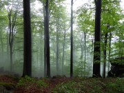 Zapsání Jizerskohorských bučin na seznam UNESCO je také oceněním práce lesníků