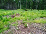 Hodnocení nabídek podaných v lesnickém tendru Lesů ČR začalo