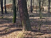Lesy ČR svou nabídkou dřeva v aukcích oslovují drobné zpracovatele