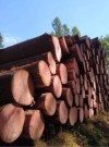 Pomoc Lesů ČR s energetickou krizí: Každý si může ročně koupit až 35 kubíků dřeva. Prodává se v každém kraji