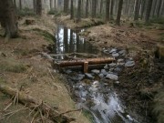 Opatření proti suchu: Dřevěné prahy zadržují v lesích na Žďársku vodu
