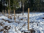 Lesy ČR chtějí zlepšit stav lesa, některé honitby tedy převádějí do své režie
