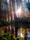 Na změnu klimatu připravují Lesy ČR krajinu stovkami svých vodohospodářských projektů