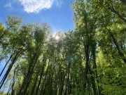 Lesy České republiky v roce 2022 odvedly miliardy korun státu, pokračovaly v obnově porostů a tvorbě rezerv na horší časy
