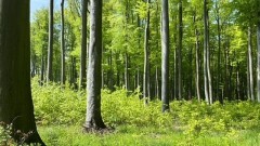 Lesy ČR podporují výzkumné projekty uplatnitelné v praxi