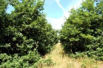 Lesy ČR připravují s Biosferickou rezervací Dolní Morava odborně řízenou proměnu jihomoravské krajiny