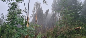 Lesy ČR zpracovávají kalamitní dříví a ve dvou oblastech žádají státní správu o krátkodobý zákaz vstupu veřejnosti do lesů