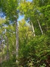Peníze Lesů ČR převedené do státního rozpočtu využije MZe k podpoře hospodaření v lesích