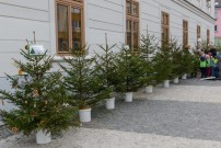 Dětská zařízení dostanou od Lesů ČR vánoční stromky