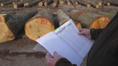 Stromy, o které v minulosti pečovaly generace lesníků, přinášejí výjimečné zdroje pro obnovu a péči o lesy současné