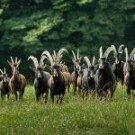 Memorandum o spolupráci podepsali zástupci Lesů ČR, ZOO Dvůr Králové a České lesnické akademie Trutnov