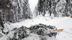 V Krušných horách padají v lesích pod tíhou mokrého sněhu stromy, vstup nedoporučujeme