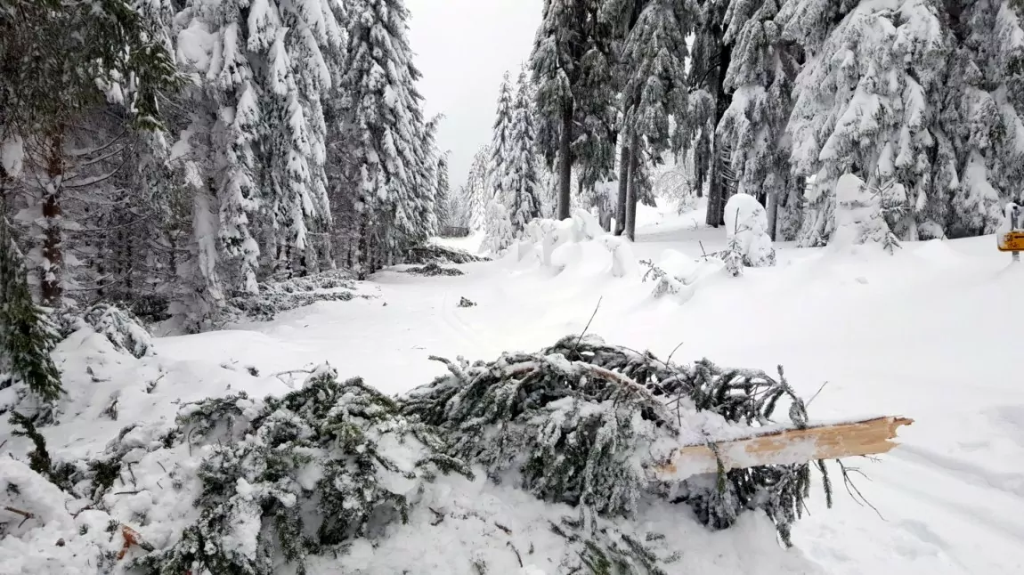 Kalamita v Krušných horách, 15. ledna 2019, foto Lesy ČR