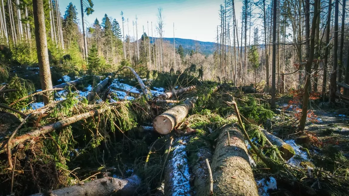 Vítr poškodil na Boubíně stovky stromů, většinou smrků Musí zůstat v porostech